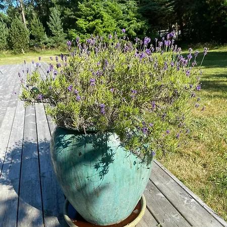 By Sejero Bay With Natural Plot Feriehus