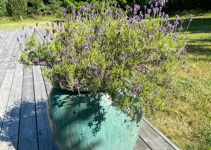 By Sejero Bay With Natural Plot Hébergement de vacances