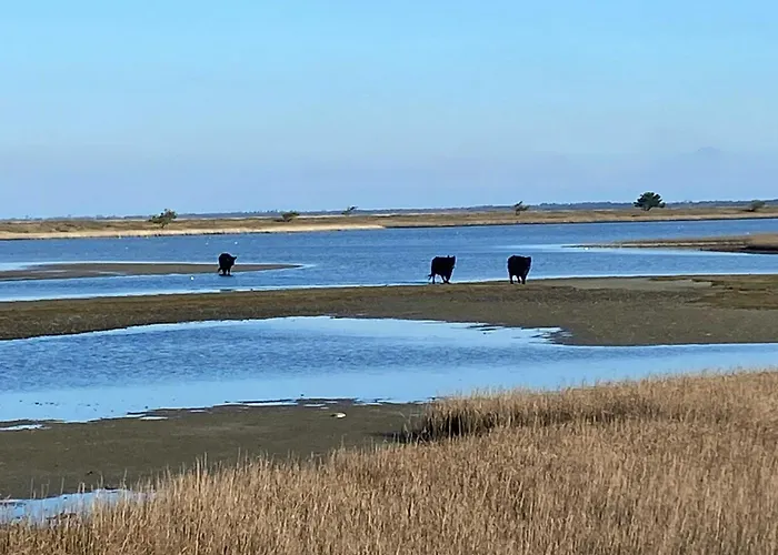 By Sejero Bay With Natural Plot Hébergement de vacances *