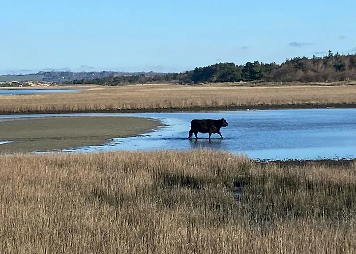 By Sejero Bay With Natural Plot